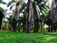 Palm plantation, Tanzania