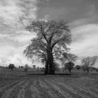 Our very first baobab tree, Malawi