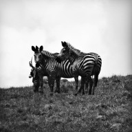 Our very first zebras, Nyika Plateau, Malawi